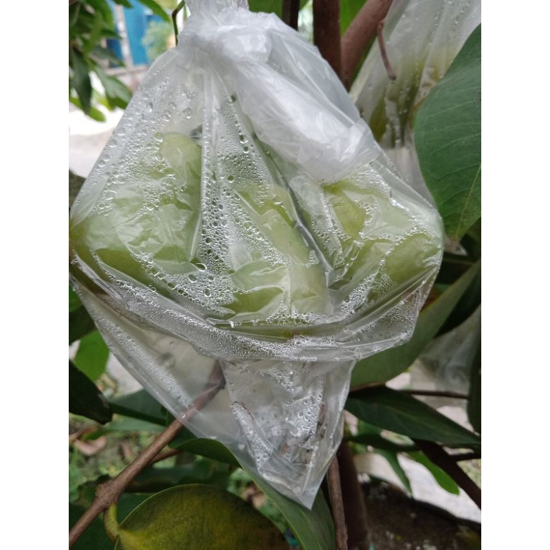 BIBIT CANGKOK JAMBU AIR GREEN GIANT