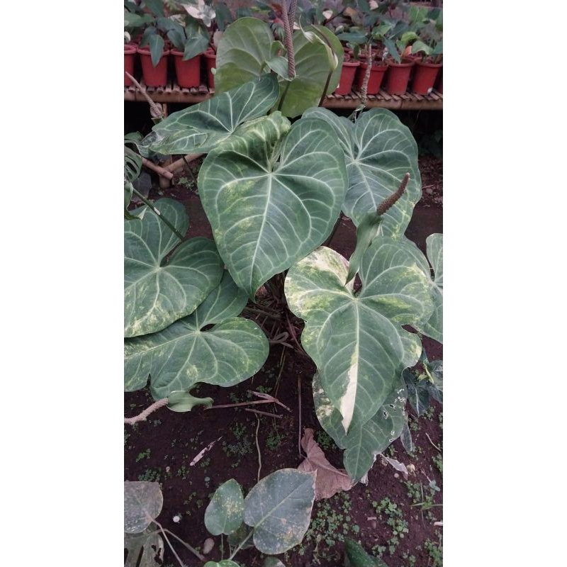 Anthurium clarinervium varigata / sweet love varigata / clari var / anthurium varigata / kuping gajah varigata