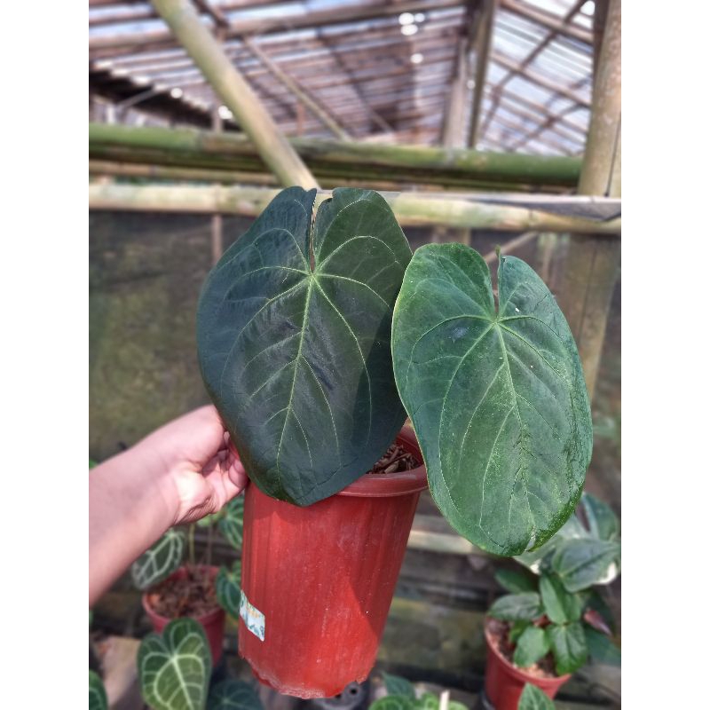 Anthurium Darkest Panama x Dressleri / Goliath x Dressleri / kuping gajah hitam