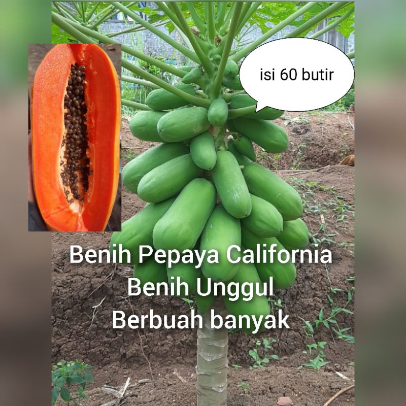 Benih Pepaya California Super Unggul (60 biji)