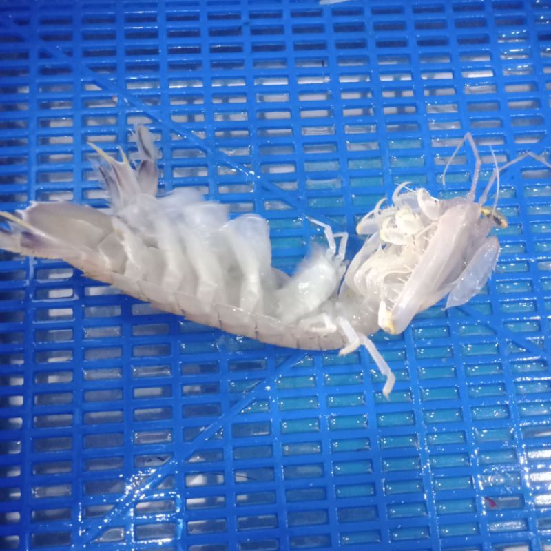 

Udang ronggeng