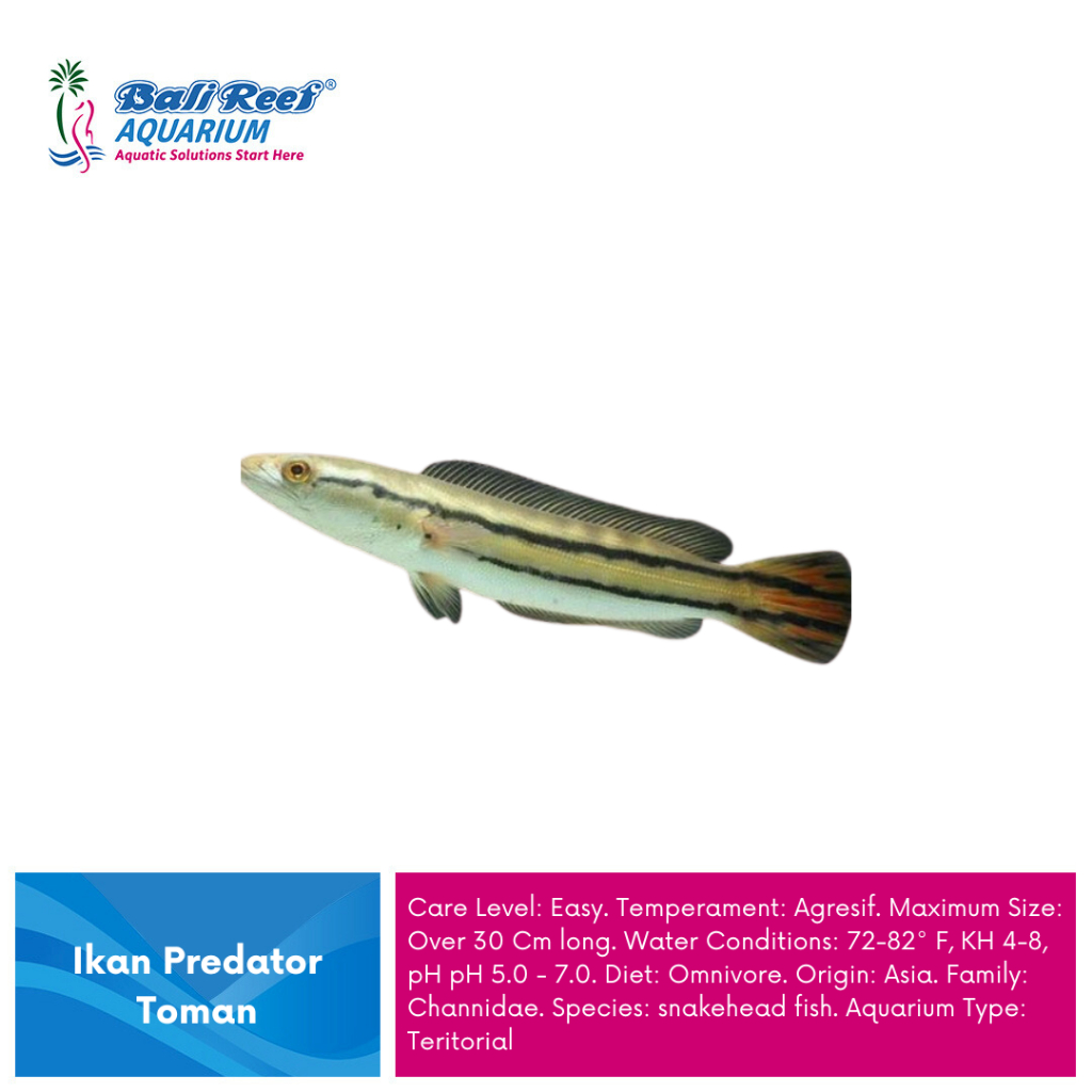 Ikan Hias Toman