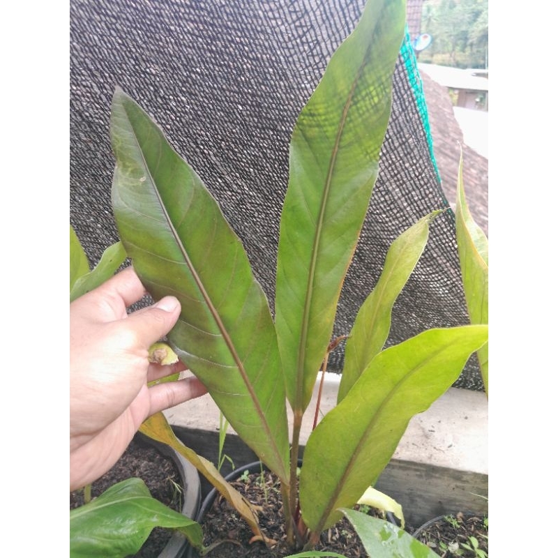 Anthurium keris hitam
