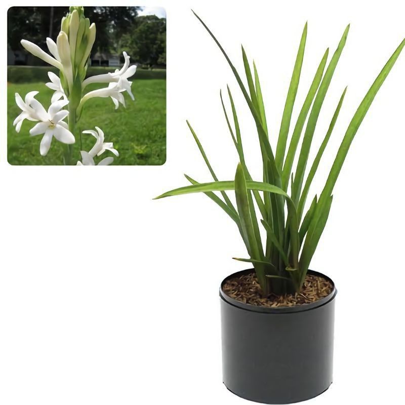 tanaman hias bunga sedap malam / bibit bunga sedap malam