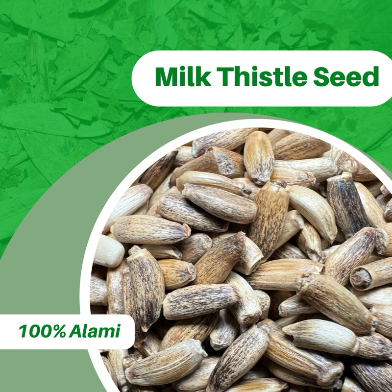 

500GR BIJI MILK THISTLE SEED 100% ASLI