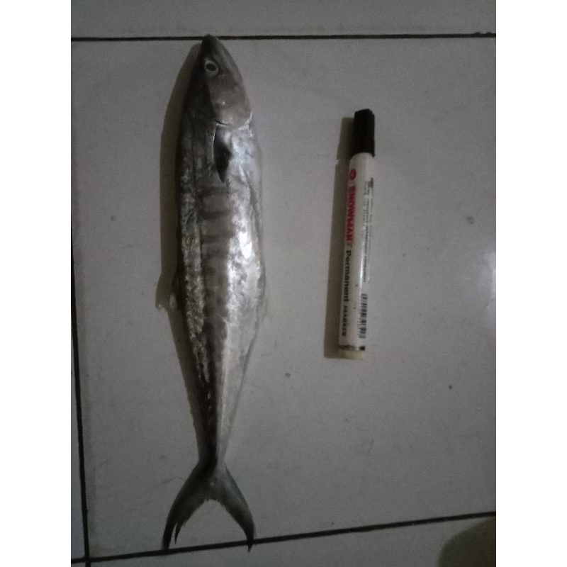 

Ikan Tenggiri Segar / Baby Tenggiri Segar Fresh Frozen BERGARANSI