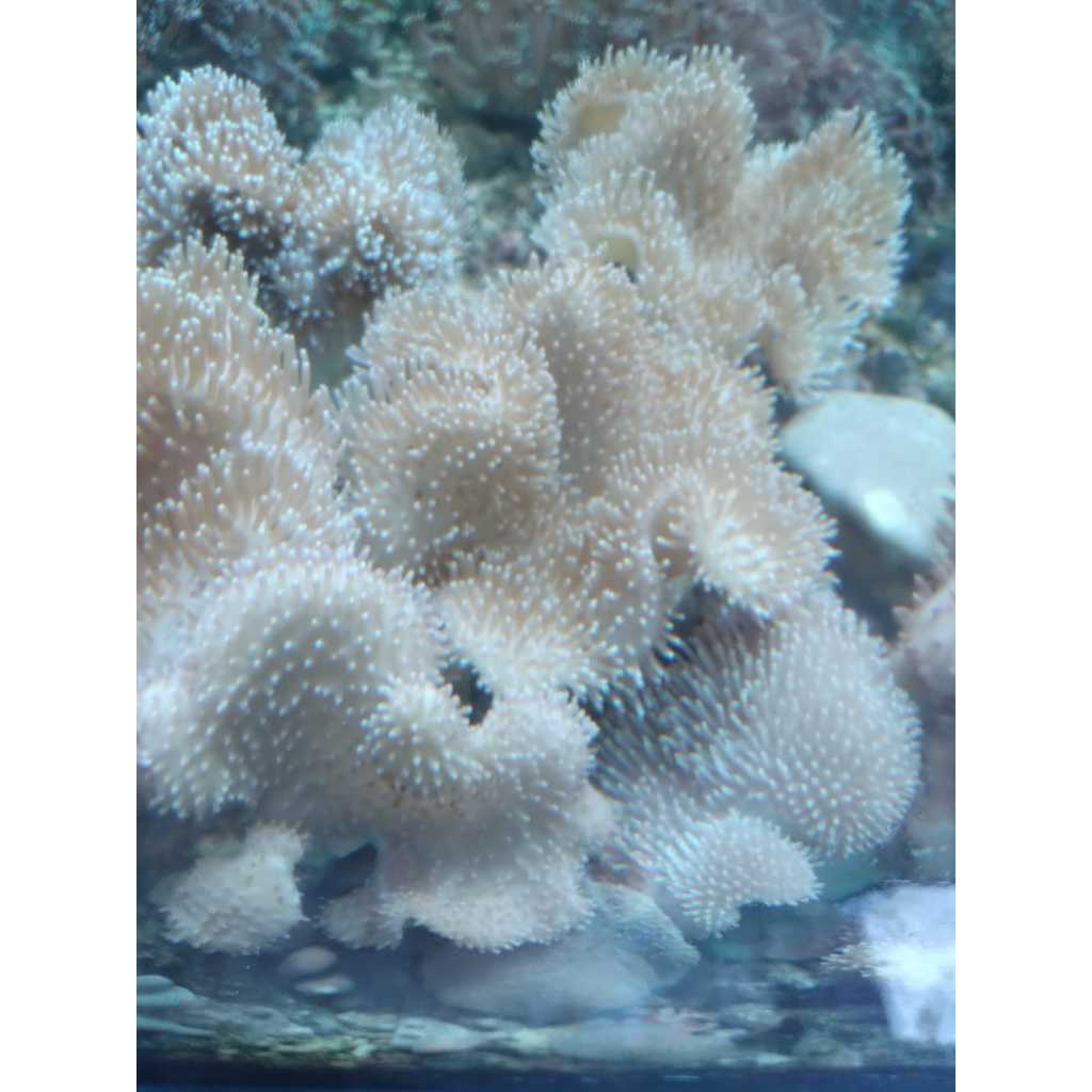 Payungan Coklat [Koloni] - Brown Toadstool Leather Coral