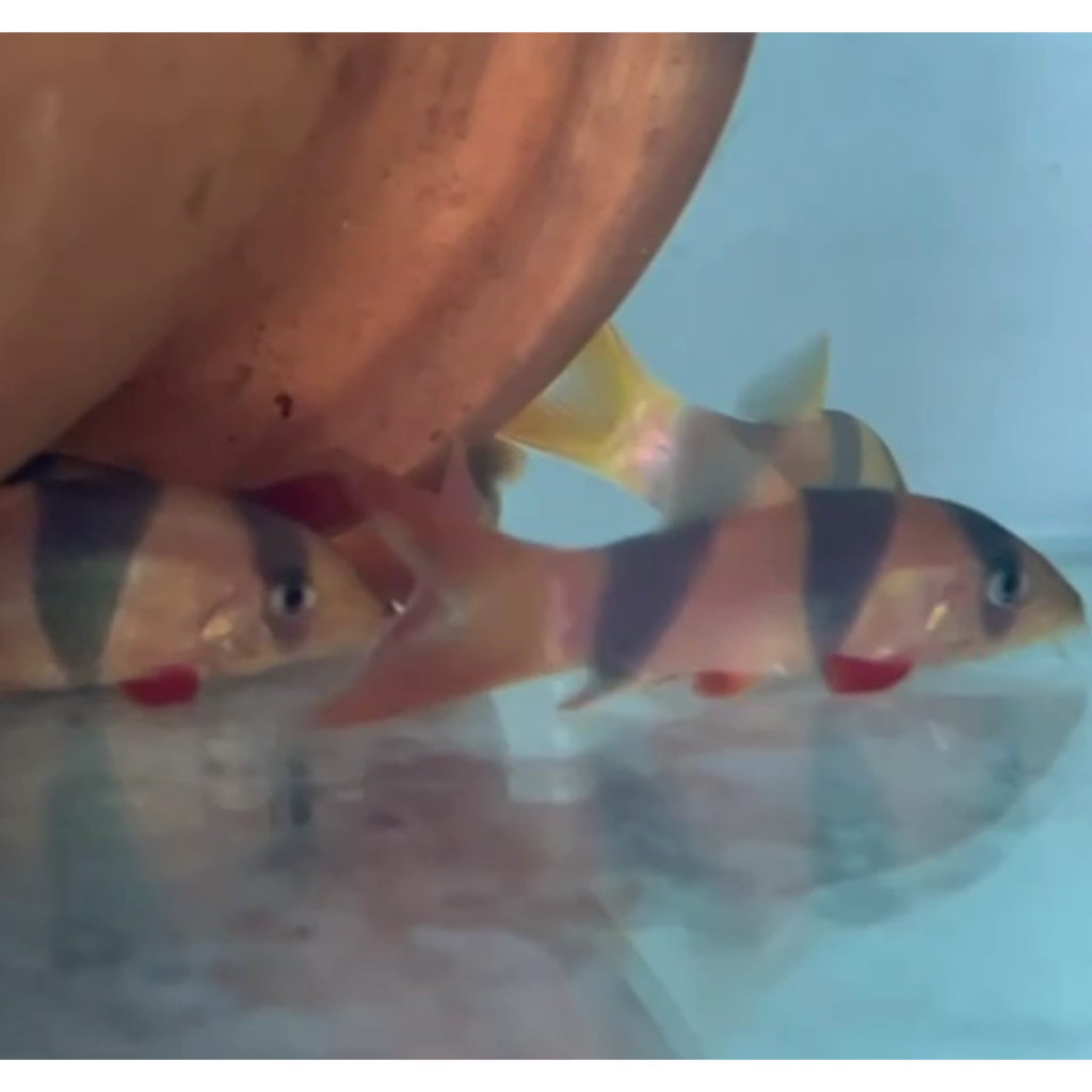 Botia Kalimantan ukuran sekitar 5cm sd 7cm bukan Botia Sumatera