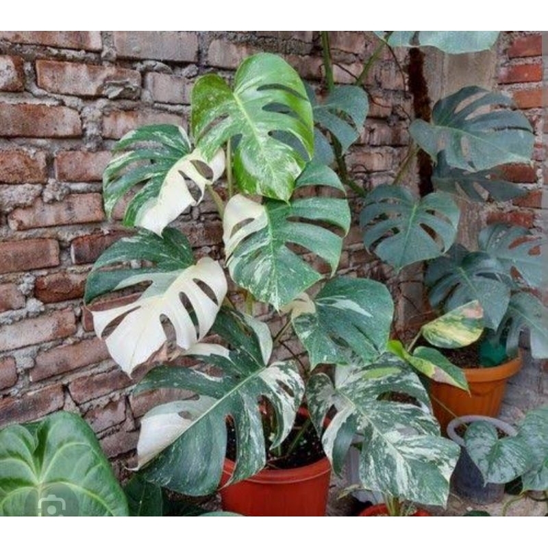 monstera king varigata