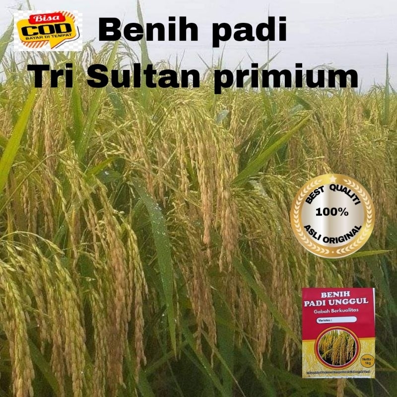 BENIH PADI TRI SULTAN PRIMIUM UNGGUL KUALITAS 1kg