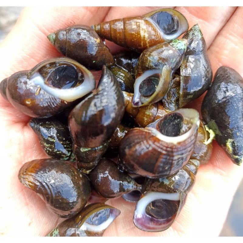 

Siput Kali Siput Susuh Sungai 1kg Seafood Segar