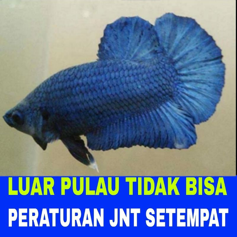 ikan cupang dragon plakat isi 10 bergaransi