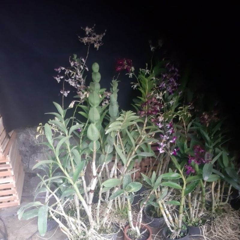 dendrobium keritingan
