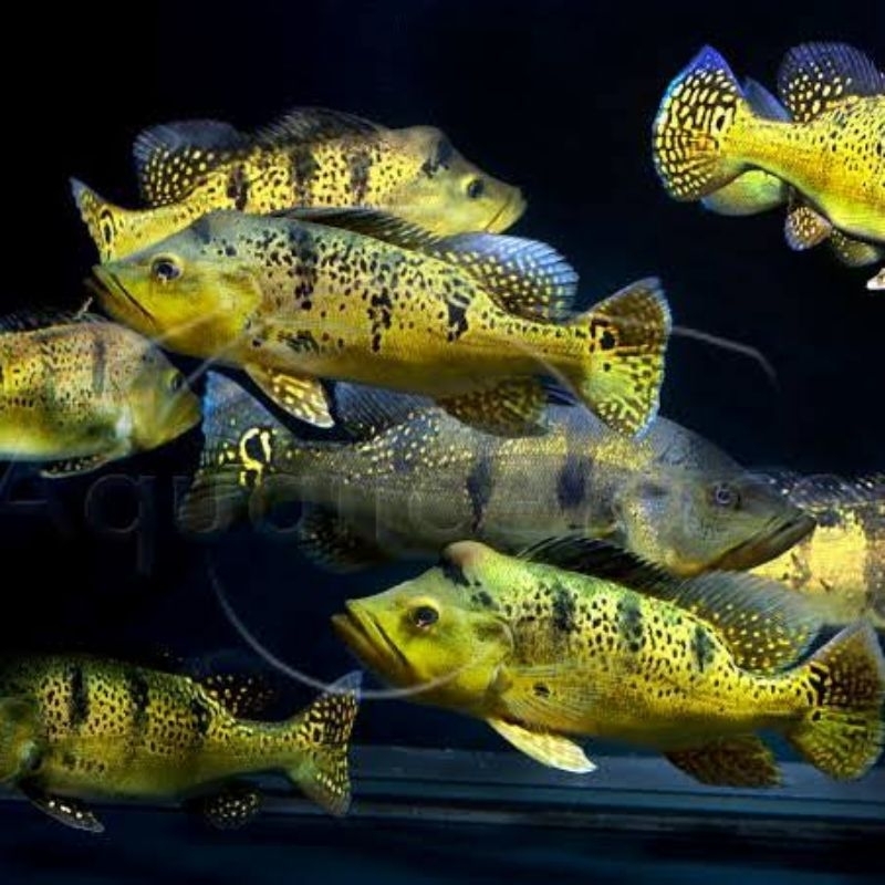 Hiasan air pbass Kelberi full burik.