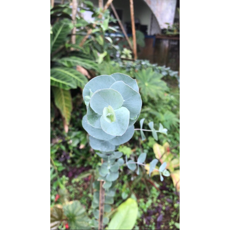 eucalyptus silver dollar