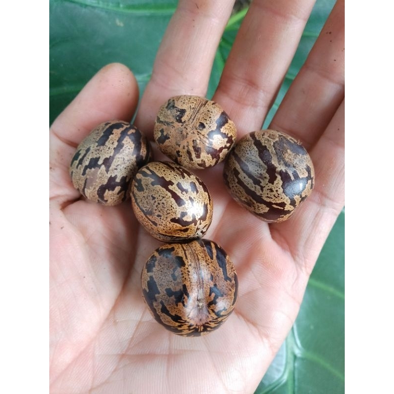 PAKET ISI 100 BIJI KARET / BIJI KARET / BIBIT KARET