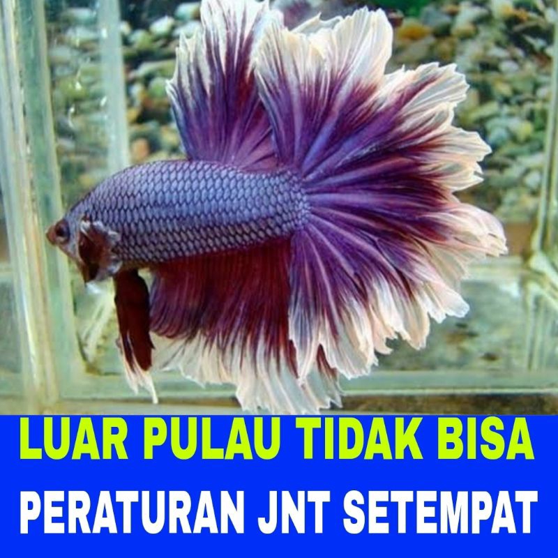 ikan cupang halfmoon sz L isi 5 bergaransi
