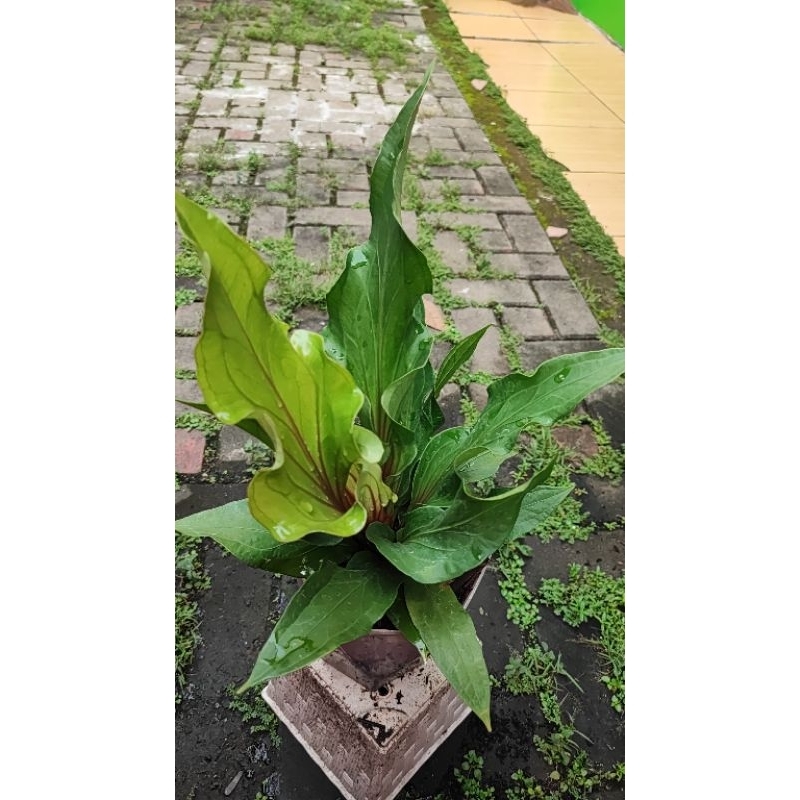 Anthurium Obor Merah