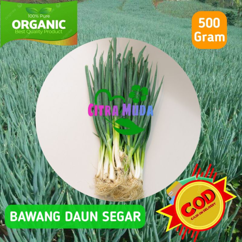 

Bawang daun segar 500gram