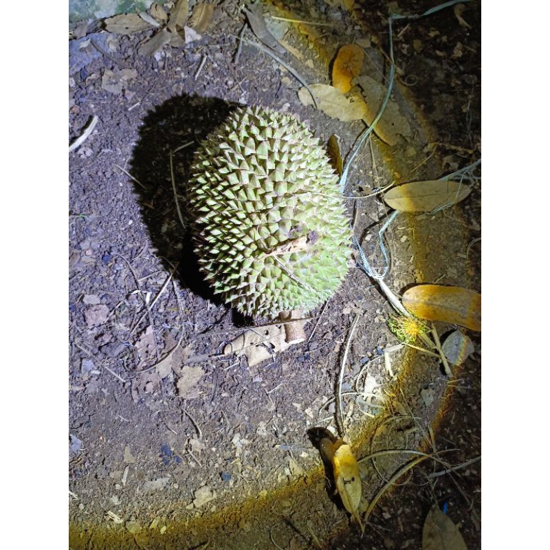

Durian jatohan