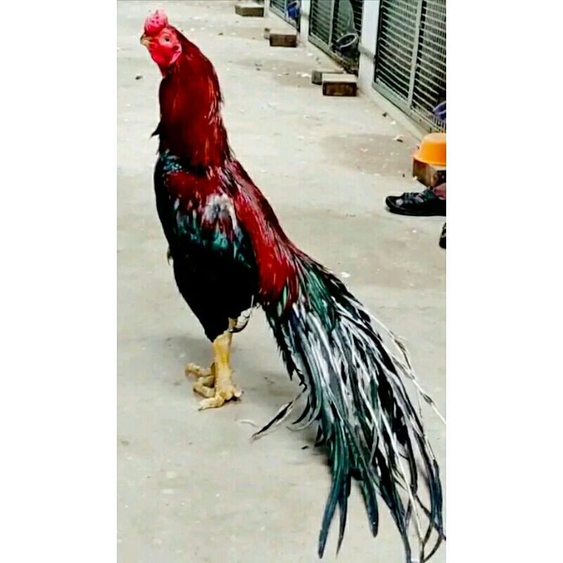 

telur ayam aseel ory impor pakistan untuk di tetaskan