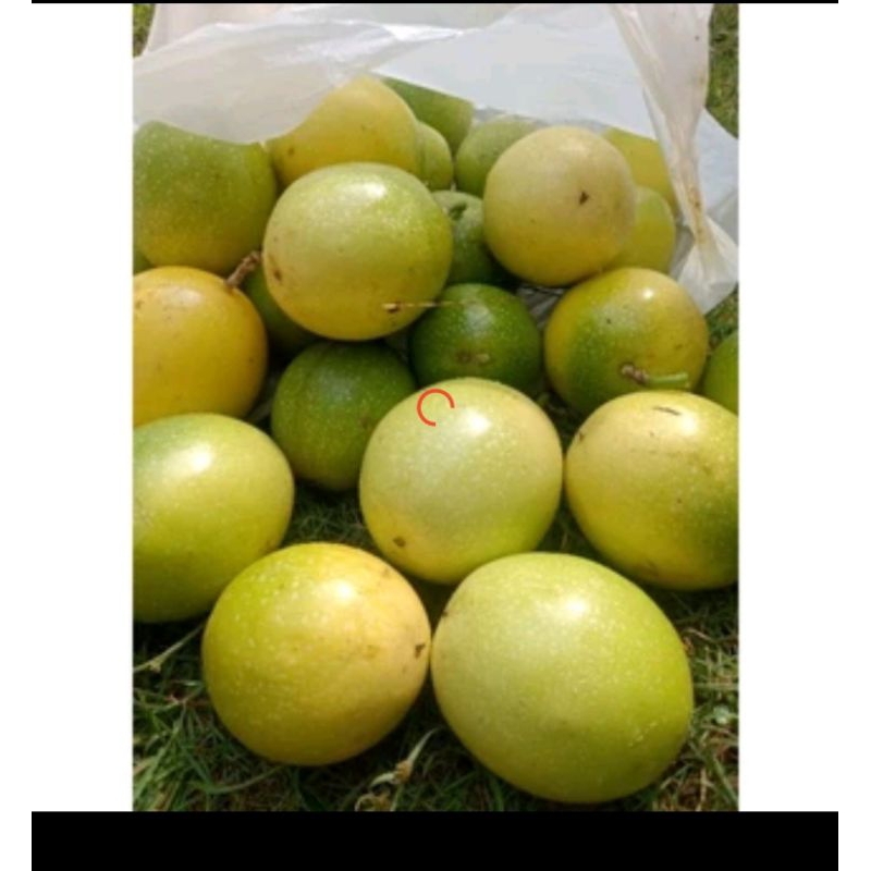 

buah markisa manis segar