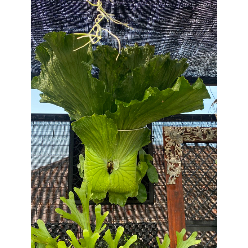 Berbagai Anakan Platycerium Elephant, Elisotis, Elemaria, Artemis, Angolense