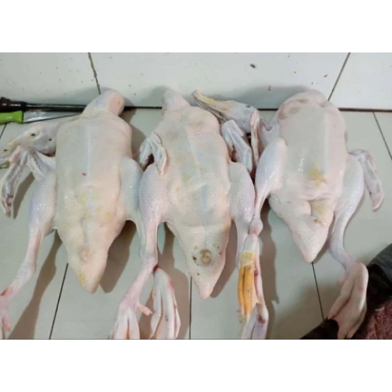 

Bebek