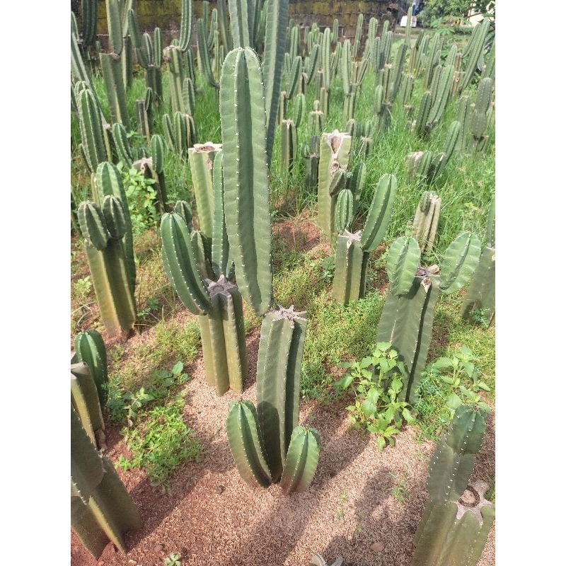 pohon kaktus bercabang tinggi 60cm