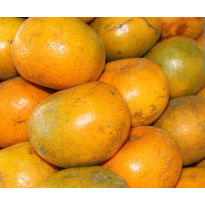 

Jeruk Medan manis_1kg