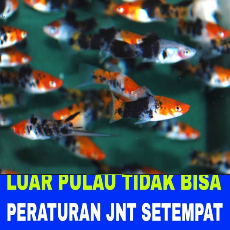 ikan hias platy sanke isi 15 bergaransi