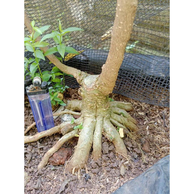 Bahan bonsai anting putri prokar mame