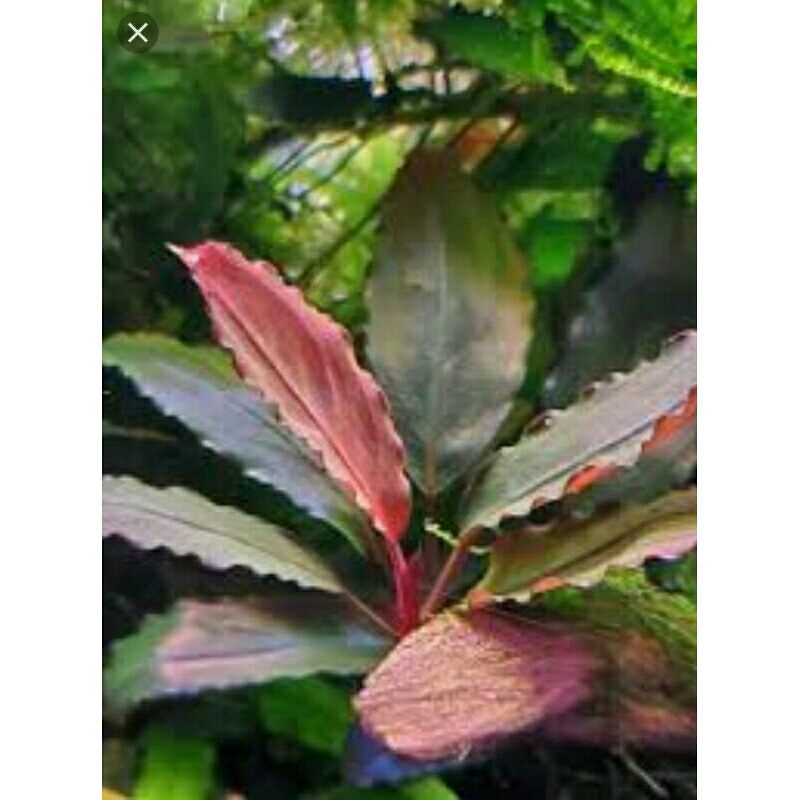 buce palandra black pink