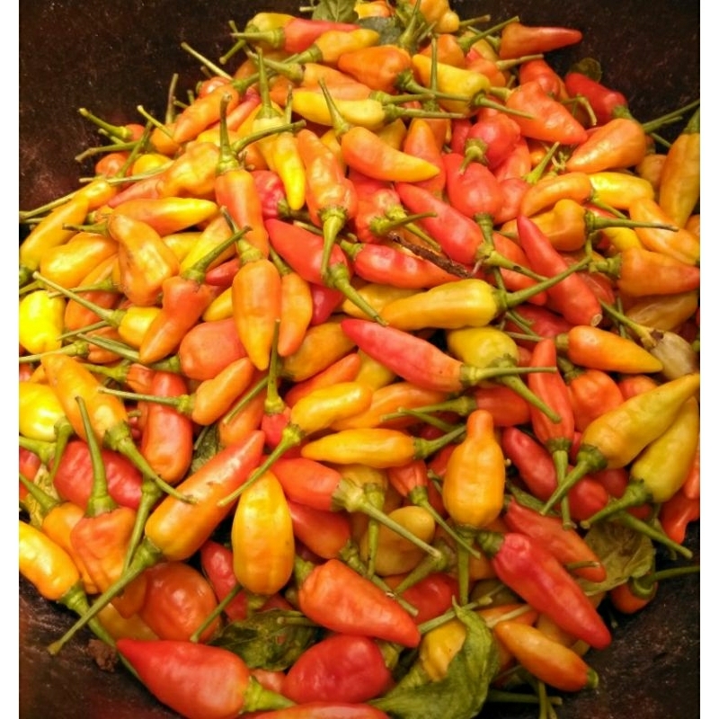 

cabai rawit merah fresh ½kg