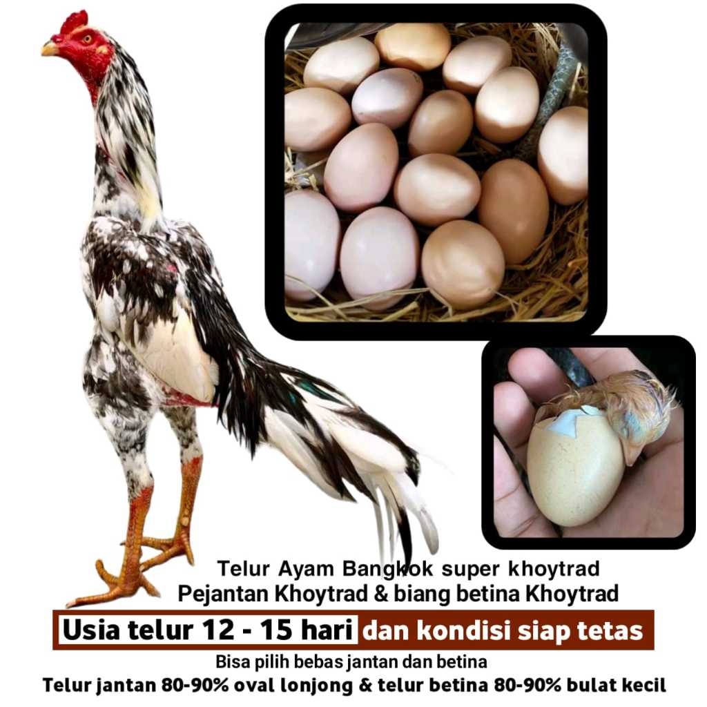 AYAM BANGKOK KHOYTRAD SUPER TELUR PAKHOY BRUTAL