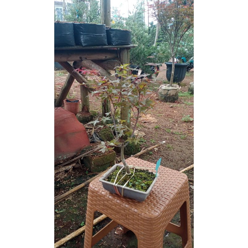 pohon red maple japan