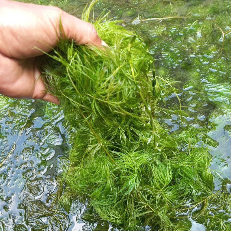 Tanaman Ganggang ekor tupai per plastik setengah kilo