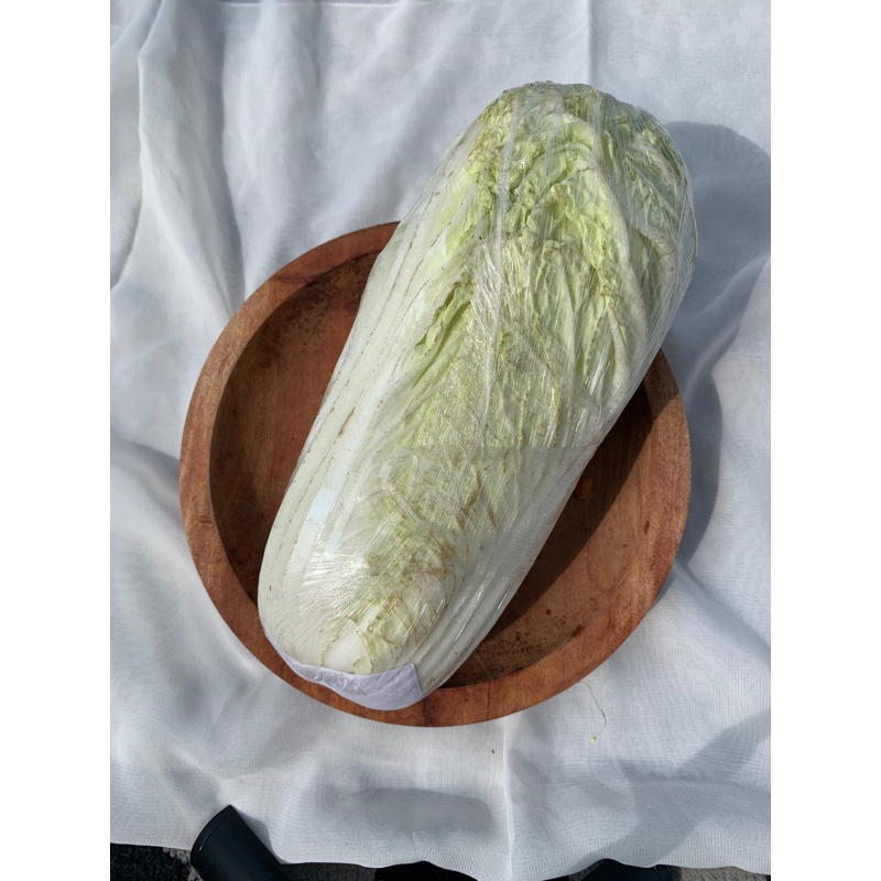 

Sawi Putih | Sawi putih segar