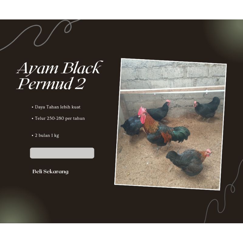 

TELUR AYAM BLACK PERMUD 2