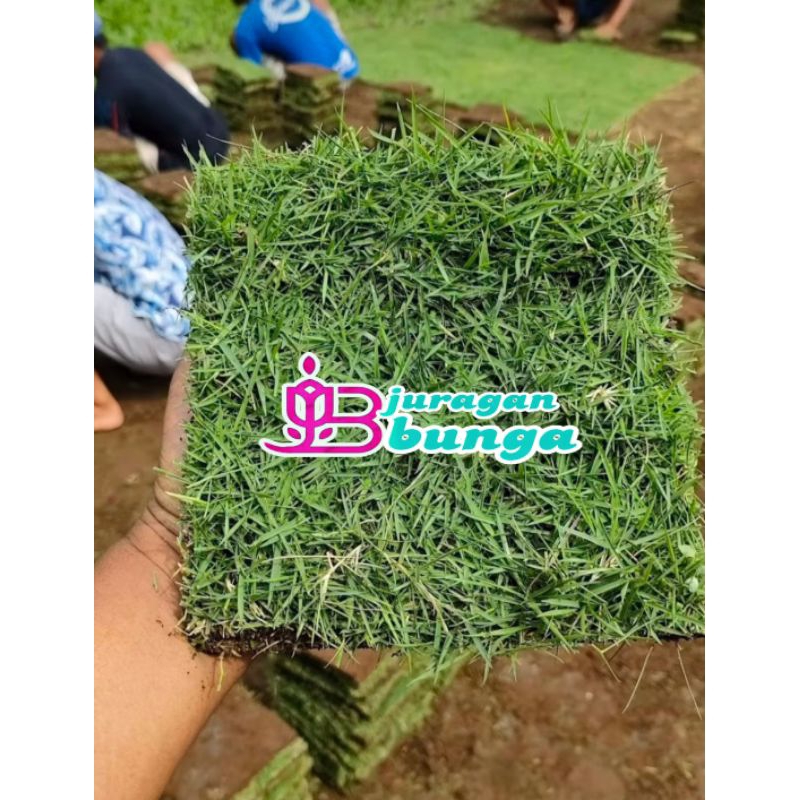 Rumput makam/rumput gajah mini/rumput taman