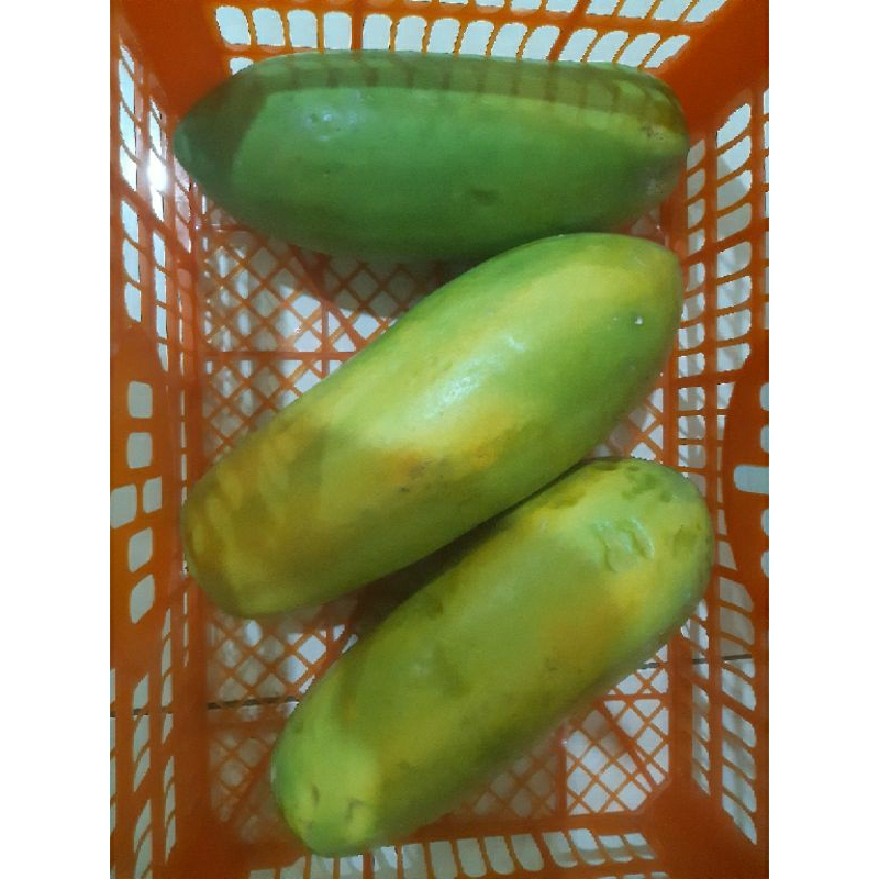 

Pepaya California Tanpa Celup Kimia
