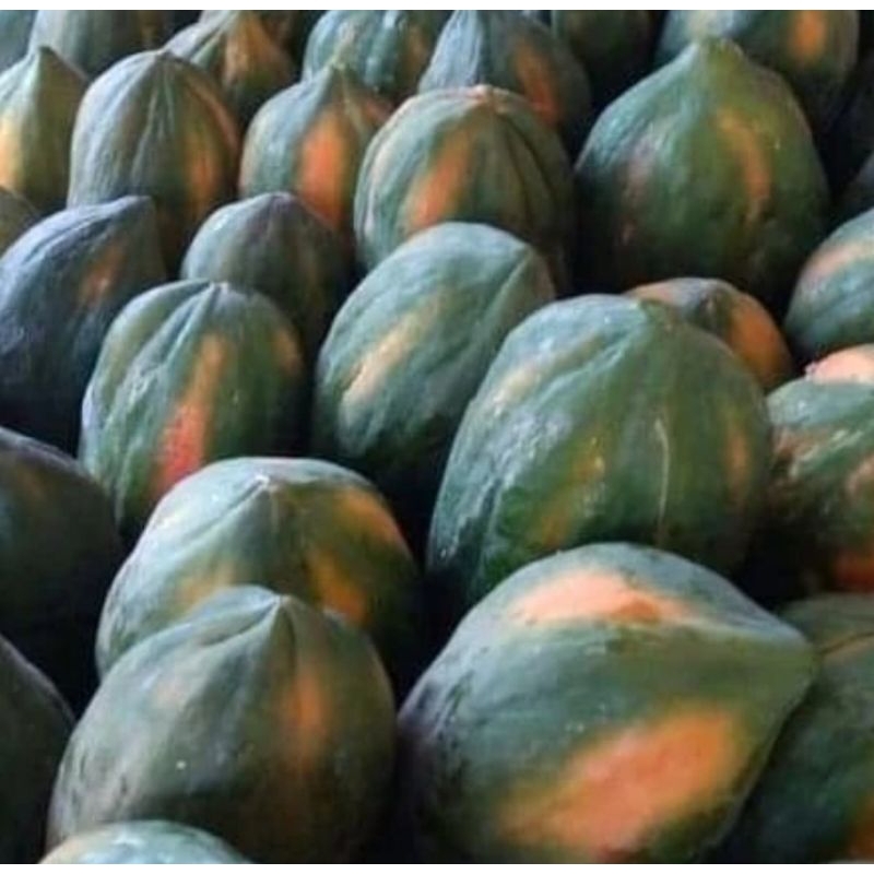 BIJI PEPAYA BANGKOK SUPER(90 BIJI)BENIH PEPAYA THAILAND