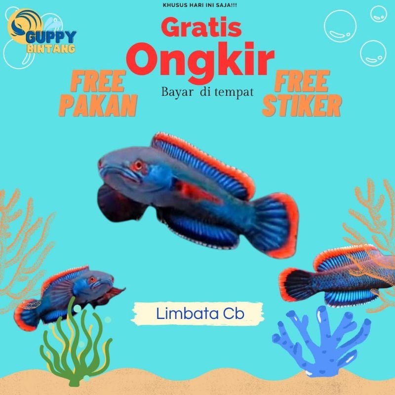 Channa Limbata Lawu Cb Rim Super Tebal Full Pelet 5-6 Cm