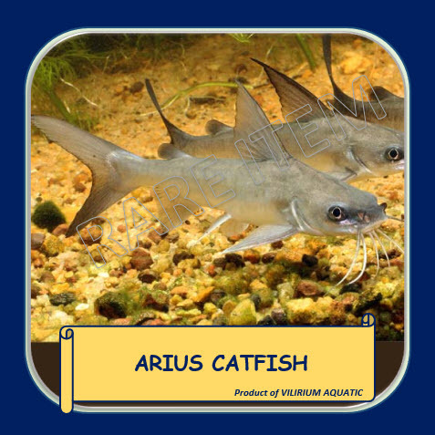 IKAN HIAS AIR TAWAR - ARIUS CATFISH