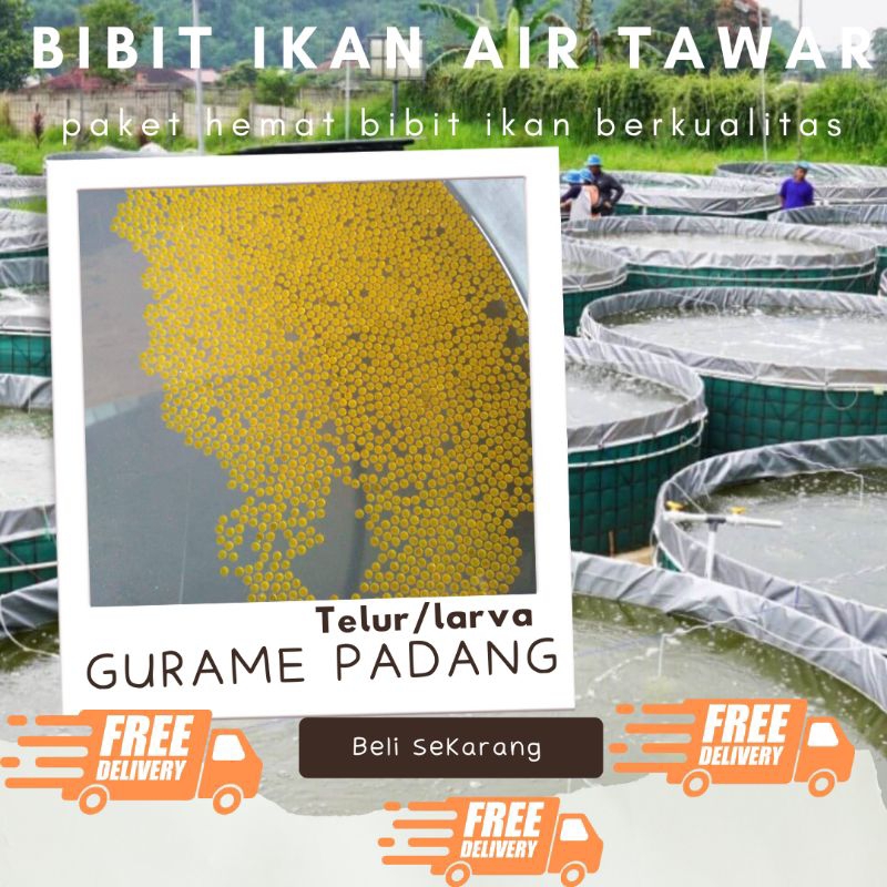 TELUR GURAME PADANG PAKET 1100 TELUR GURAME PADANG MURAH LARVA/TULUR BIBIT GURAME PADANG BERKUALITAS