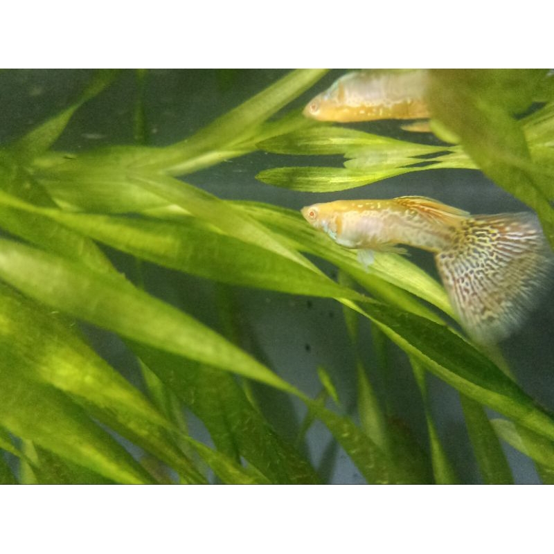 IKAN GUPPY YELLOW COBRA ALBINO / IKAN HIAS / AQUARIUM / AIR TAWAR/YELLOW COBRA ALBINO/ GUPPY