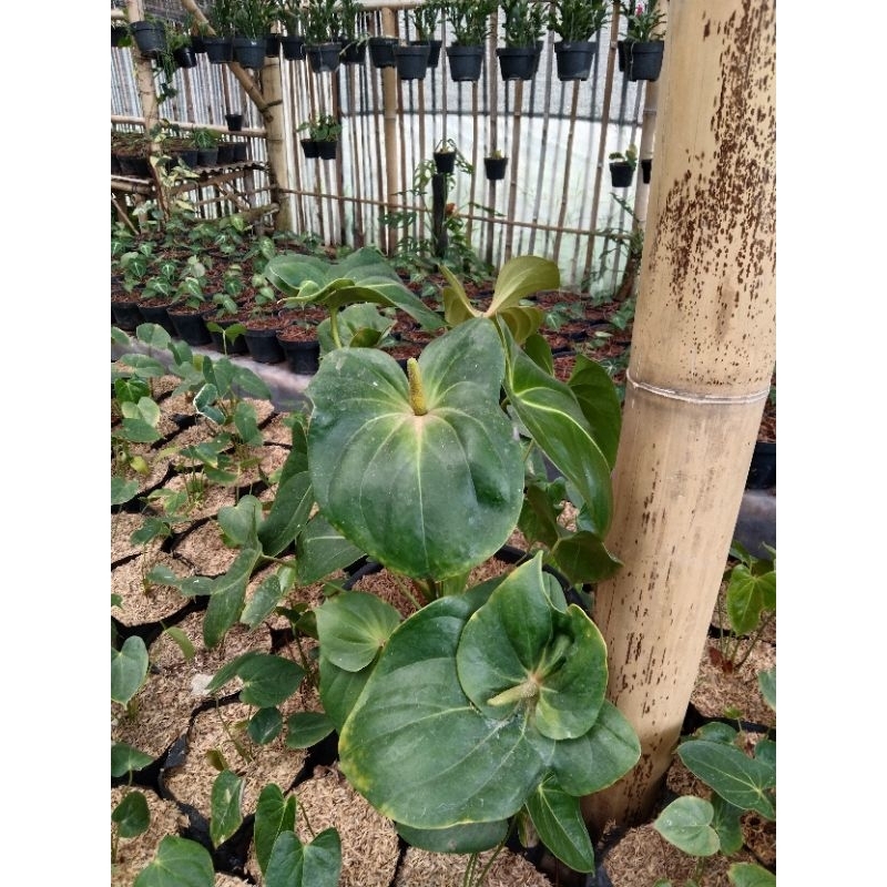 tanaman anthurium bunga presiden