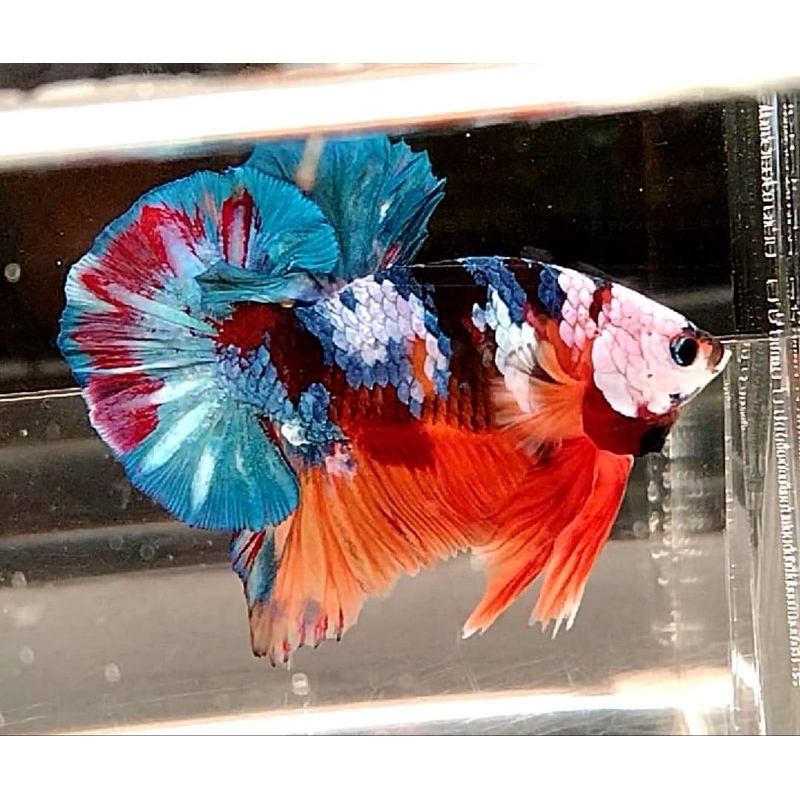 yellow base multi coluor full musking