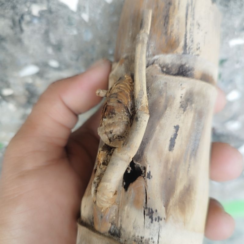 bambu petuk jalu