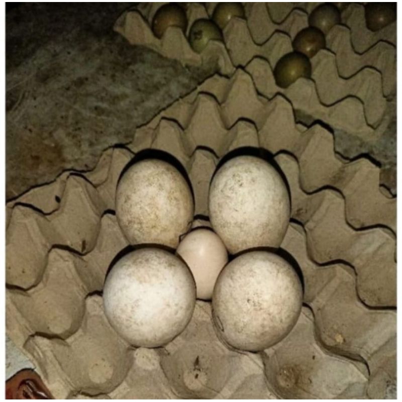 

telur angsa abor/gagal netes